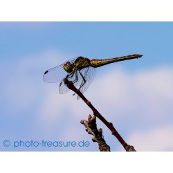 Männchen einer gefleckten Heidelibelle.