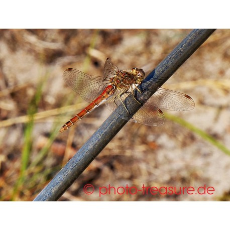 Männchen einer gefleckten Heidelibelle.
