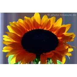 Sonnenaufgang am Frühstückstisch.