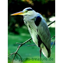 Fischreiher in Ruhe.