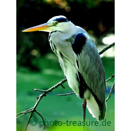 Fischreiher in Ruhe.