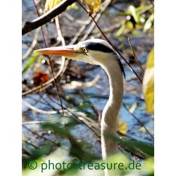 Fischreiher auf der Jagd.