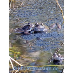 Moorfrösche.