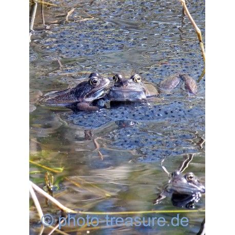 Moorfrösche.