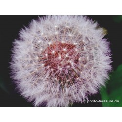 Samenstand des Löwenzahn.